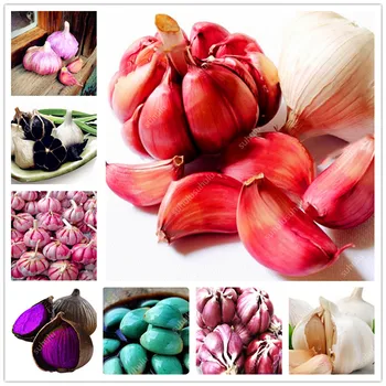 

Plant Flower Bath Salts Colorful Garlic Essence 100Pcs XZZ-64