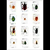 1pcs Insect Specimen in clear Resin Paperweight beetle Specimen