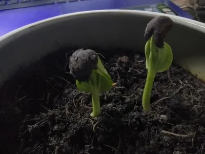 Настоящий свежий редкий артокарпус Houmianbao Tree S