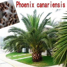 10 шт. свежий открытый многолетний Феникс canariensis пальмы Semillas