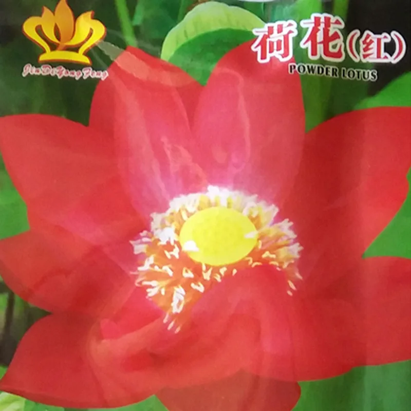 

Home gardening flower series about flower seed lotus (red) 4pcs