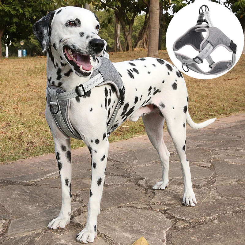 Are Dalmatians Labradors