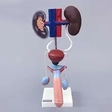 

Male urogenital model kidney anatomy model mold bladder ureter structure teaching
