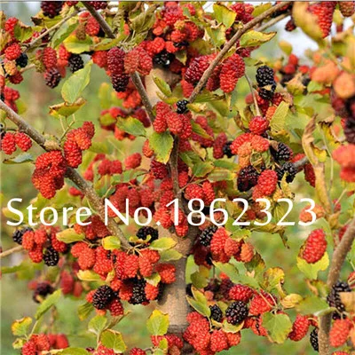 200 шт Heirloom Blackberry фрукты Сладкие черные ягоды гигантские Blackberry Тройная Корона Blackberry Черный тутовник бонсай фрукты - Цвет: 10