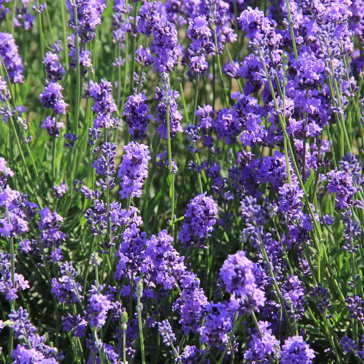 天然ラベンダー芽ドライフラワーサシェバッグ車ルーム芳香リフレッシュ乾燥剤ホームフレグランスサシェ蛾 カビ 造花 ドライフラワー Aliexpress