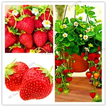 Новинка, 100 шт, красные гигантские растения для скалолазания, клубники, фруктовые Цветочные растения для дома и сада, редкие растения для бонсай и фруктов