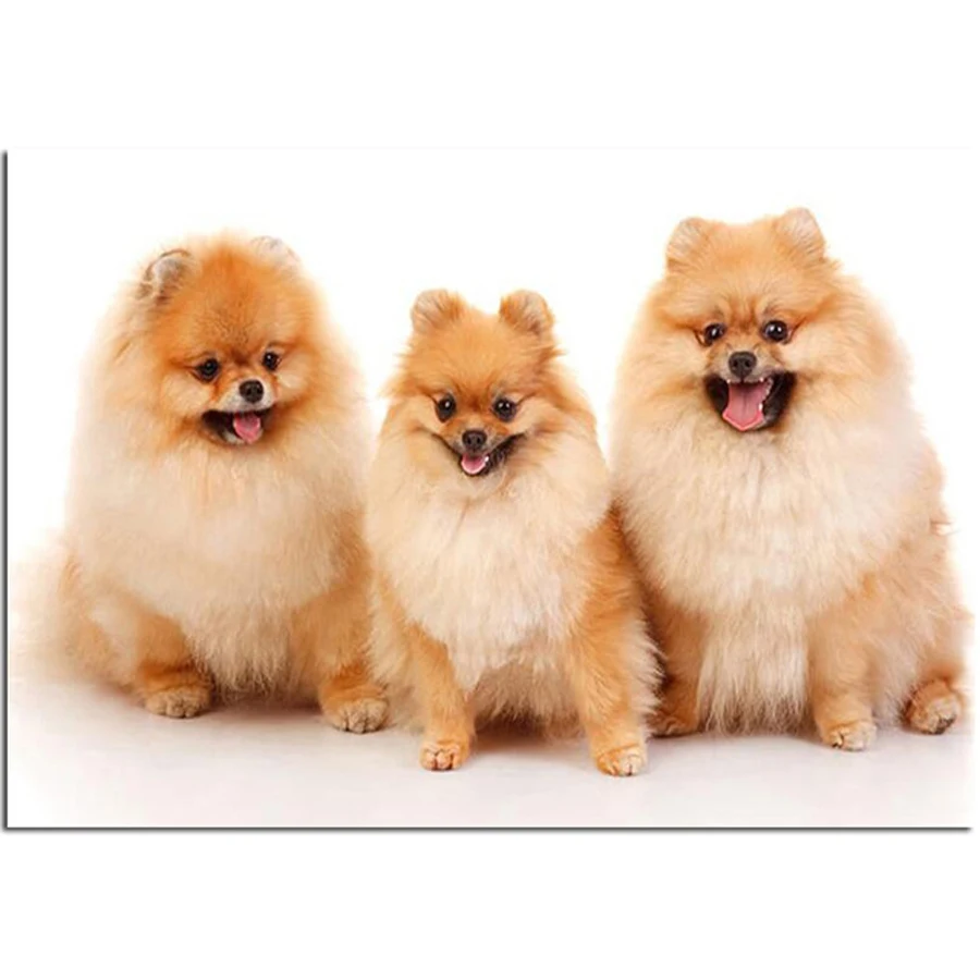 

Full Square Round Drill 5D DIY Diamond Painting Pomeranian dog 3D Embroidery Cute Pet Cross Stitch Mosaic Wall Sticker YG1200
