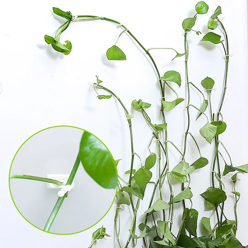 HOPATE 50pcs Plant Climbing Wall Fixture Clips Self Adhesive Climbing Plant Support Sticky Hook Plant Vine Traction Invisible Plant Hooks for Climbing Plants Gardening Wire Organizing