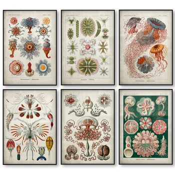 

Marine Creatures Vintage Poster Jellyfish Corals Green Algae Sea Anemones Squirts Starfish Canvas Print Wall Art Canvas Painting
