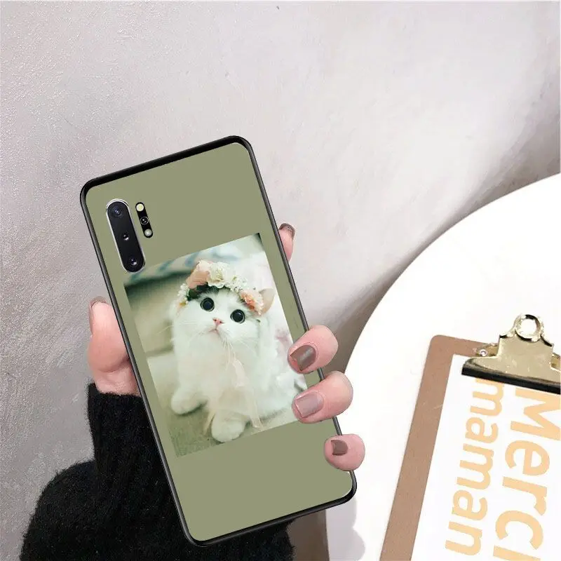 Cute funny funny kitten cat