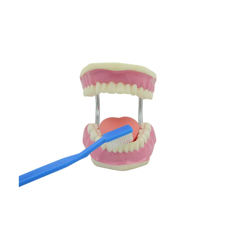 

Tooth Brushing Teaching Model Oral Health Teaching Resources Drop Shipping