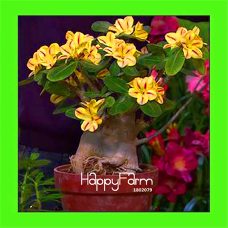 Лучшее предложение! 1 шт. мешок пустыня Роза растения бонсай сад, двор, балкон цветы в горшках - Цвет: 15