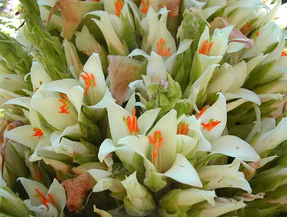 100 шт свежий настоящий Puya berteroniana Oo-Puya chilensis Flower F - Цвет: NO.3