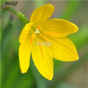Prodgf 10 шт набор амариллис белый лампочка - Color: 9