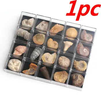 

1Pc Natural Fossil Minerals Specimen Collection Stone Rock Mini Stone Cute Pendant Decor