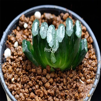 

Ngryise 3Pcs A Set Haworthia truncata Schonland