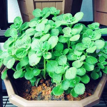 100 шт./пакет кубинский орегано растения, экстракт душицы brujo, испанский, тимьян, Тимьян растения семена бонсай растения «сделай сам» для дома и сада