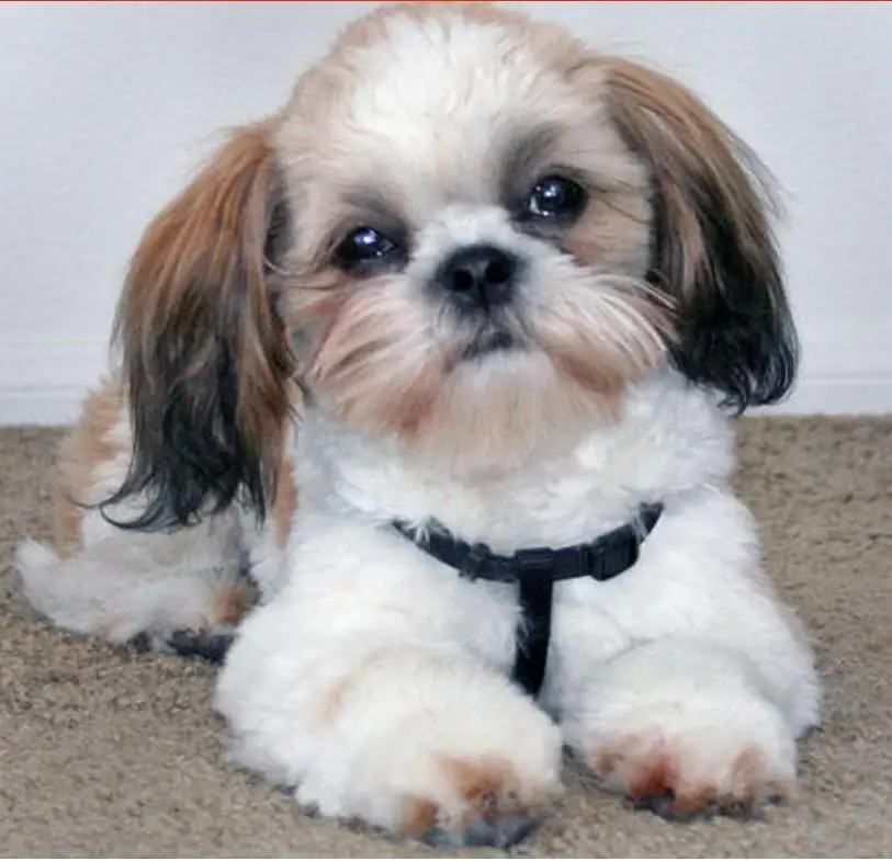 Набор для вышивки крестиком shih tzu dog алмазная живопись сделай сам с изображением