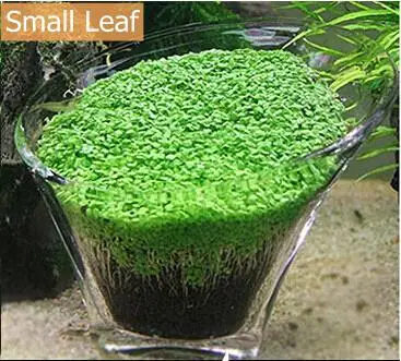 Аквариум Glossostigma Hemianthus Callitrichoides семена травы мини лист Aquario оформление аквариума орнамент пейзаж - Цвет: Small leaf