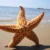 2шт Сушеная Звездная рыба Морская Звезда Пляжное Ремесло Свадебная вечеринка Домашнее Украшение Подарок морская звезда estrella de mar estrela do mar star fish