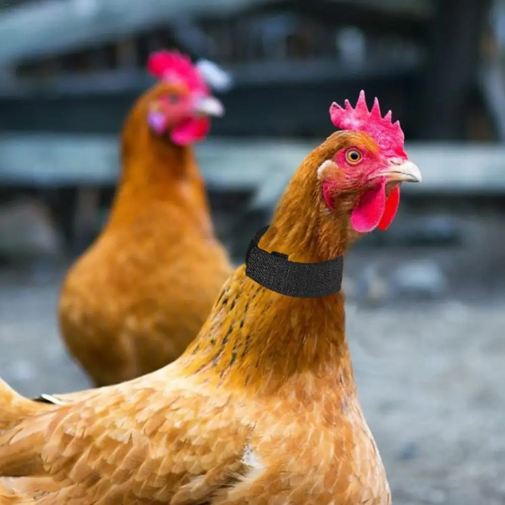 2個鶏襟抗フックノイズ送料ネックバンド首輪18 2センチメートル私ペット鶏無カラス雄鶏襟用品 Aliexpress