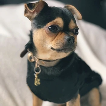 

Fashion Pet Dog Summer Cooling T-shirt Vest French Bulldog Pomeranian Clothes For Small Dogs Teddy Chihuahua Dropshipping WSC10