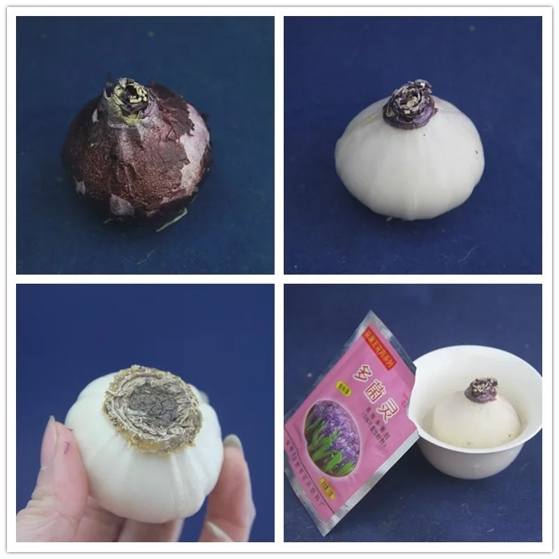 1 pcs Carbendazim Bulbs bonsai Plants Rooting Growth Sterilization Pesticides Fungicides Insecticides Pharmacy Fertilizer Home