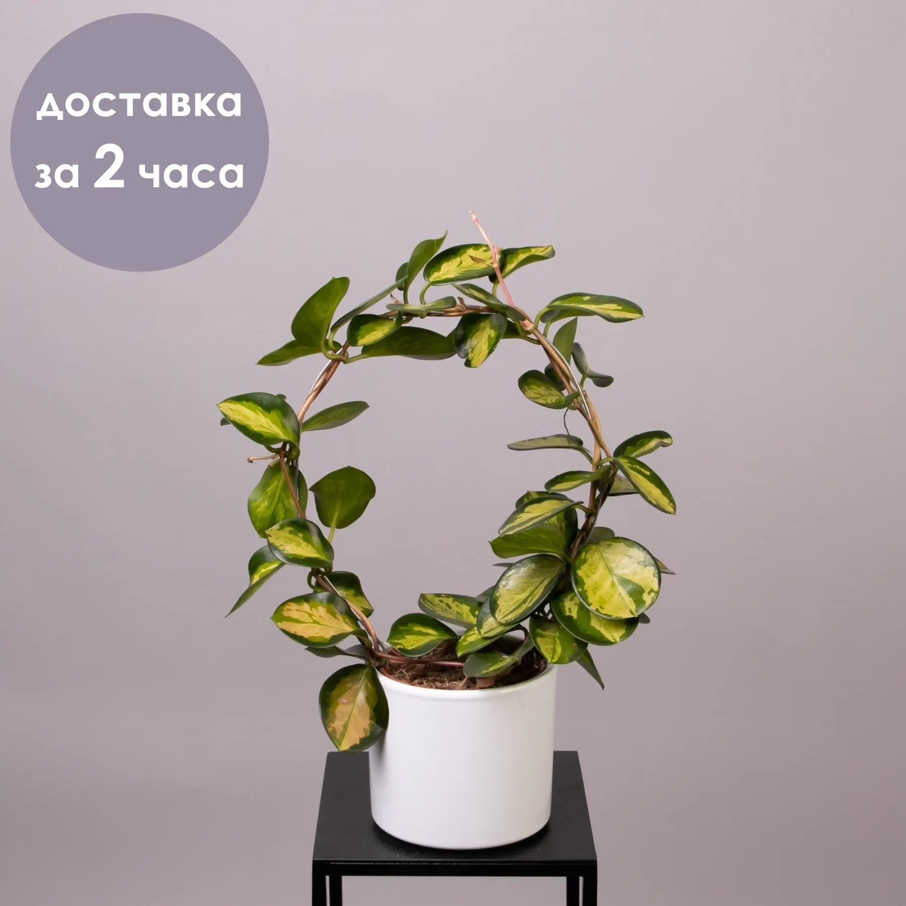 Hoya aszylis Lisa circle Potted Plant Flowers Flower Wholesale Indoor Sophisticated Big Buds Shop With Fast Delivery And Reasonable Prices Floristry
