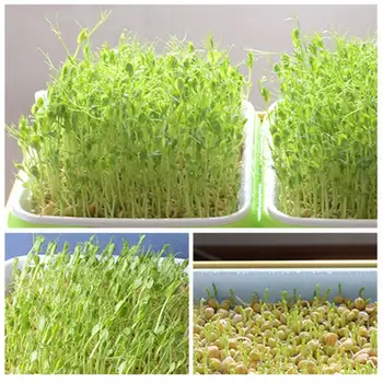 

Sprout Tray Food Grade PP Wheatgrass Grower Sprouters Grower Seed Sprouter Tray Multifunction Soil-Free Plastic Sprouter Tray