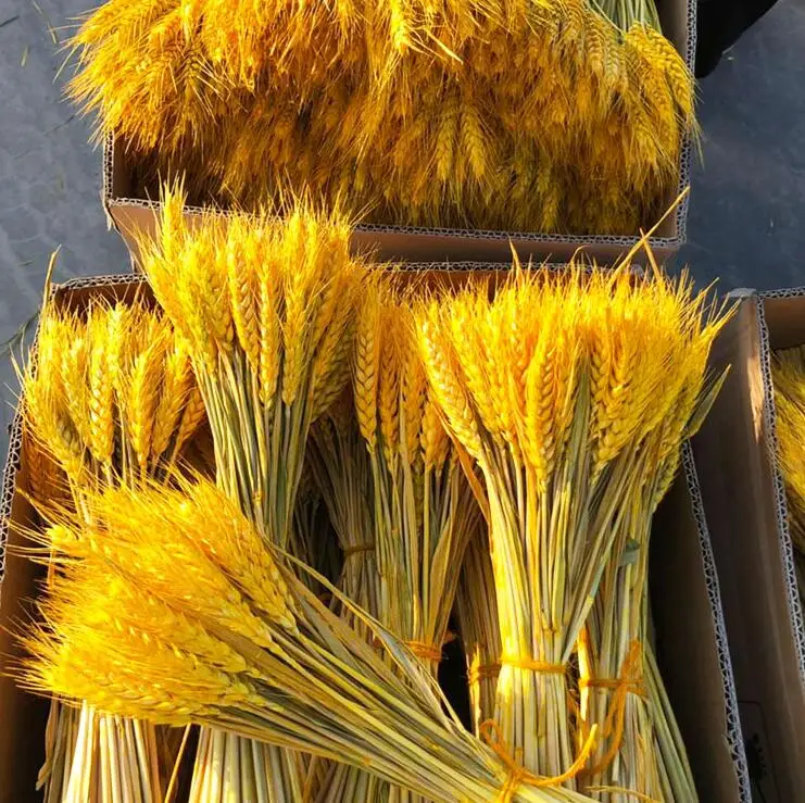 50100Pcs Artificial Wheat Ears Natural Dried Flowers Grain Bouquet For Wedding Party Decoration Three Color JH89 (4)