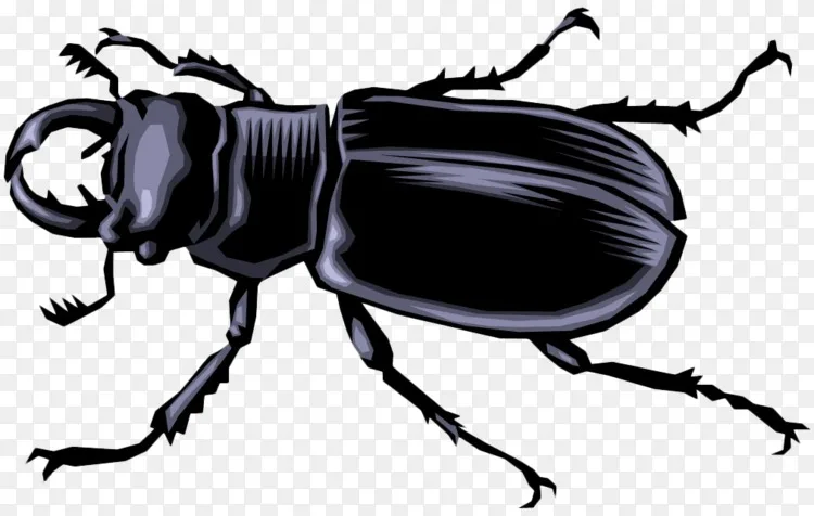 png大众甲虫蝴蝶黑甲虫卡通-卡通甲虫图片