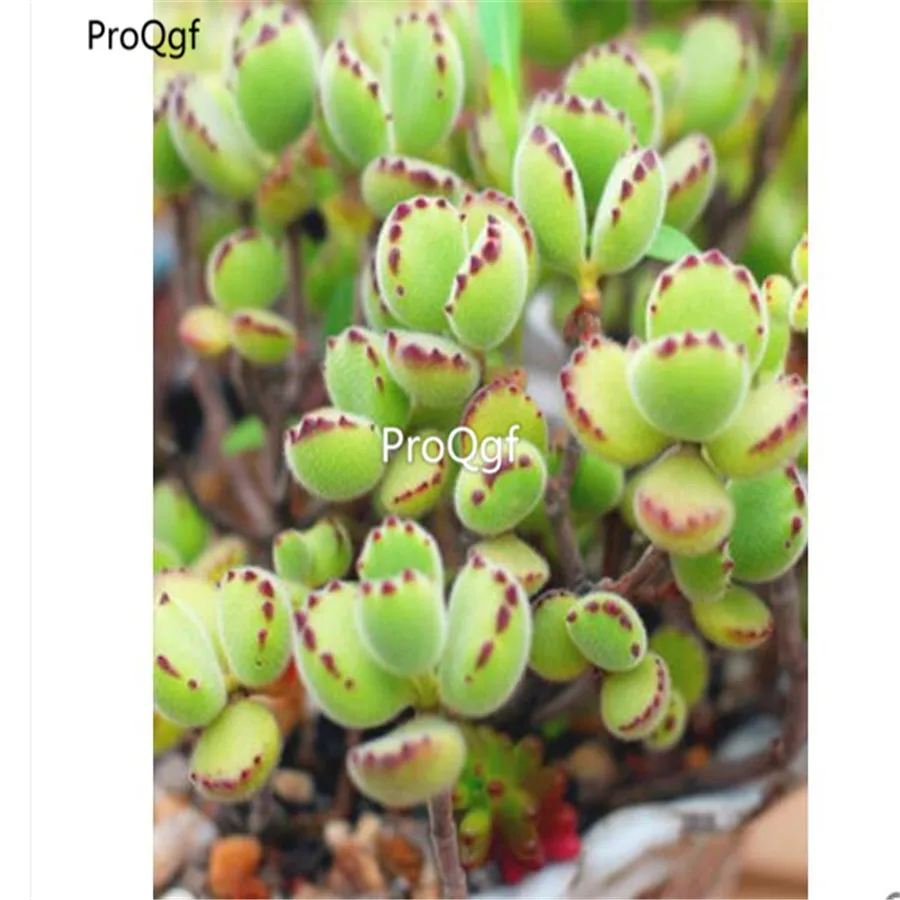 Ngryise 1 шт. набор Cotyledon tomentosa кластер