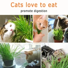 Кота выращивания травы комплект Кошка снэк-Горшки питомники кошка посадка травы коробка детская DIY ростки посадки коробка
