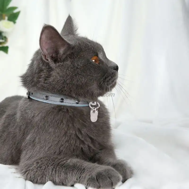 cat with spiked collar