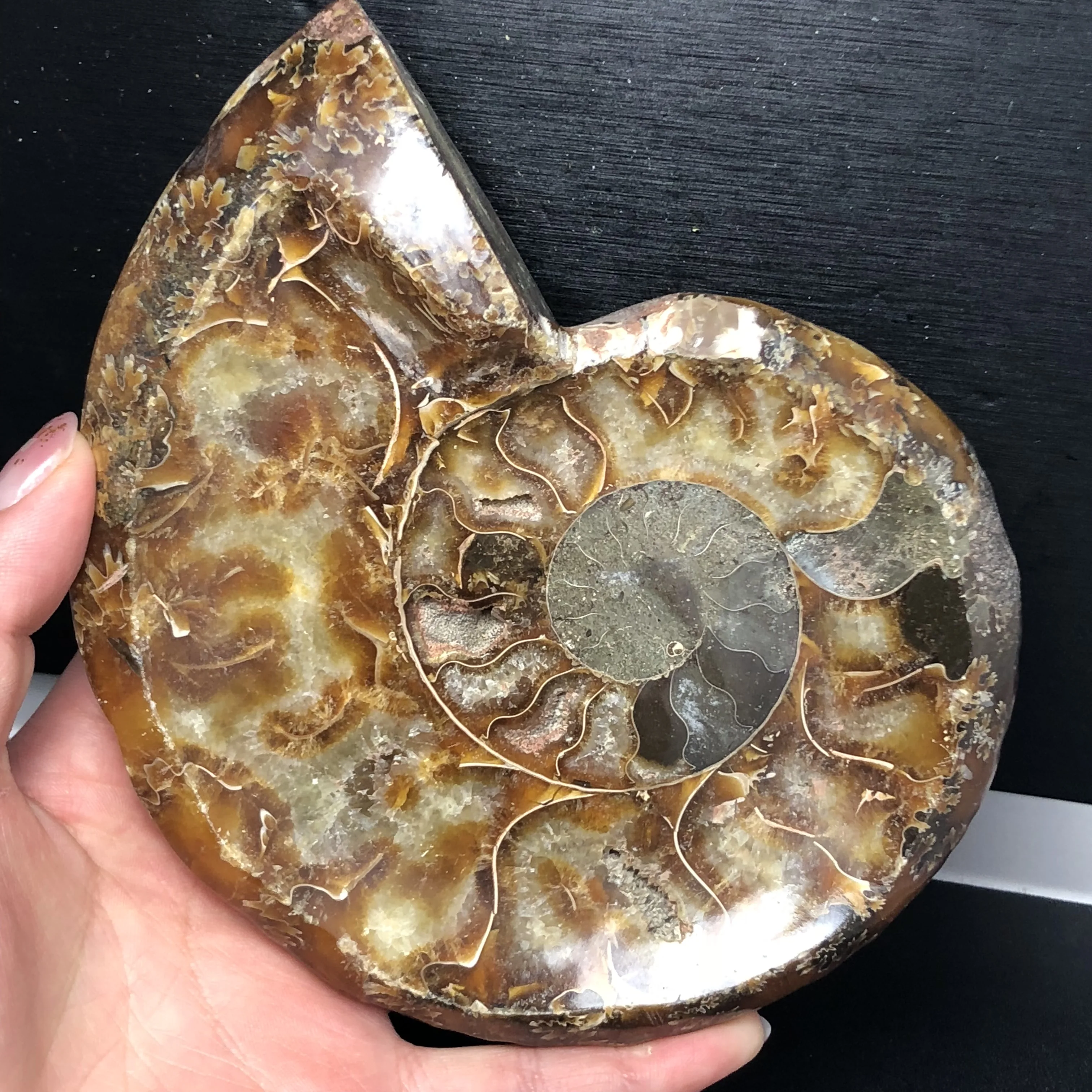

Natural Ammonite Fossils Tobacco Jar Minerals Specimen Stone Morocco Ocean Animal Snail Conch Ashtray free shipping