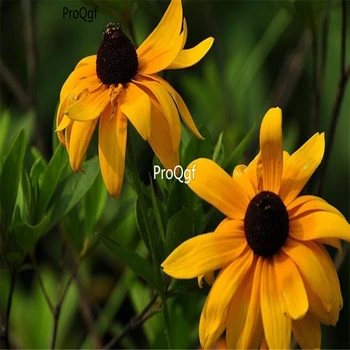 

Ngryise 9000Pcs A Set Rudbeckia hirta