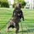 120 см Собака Вес Тянет Поводок Pet Training Поводки Веревка Прочный Для Pitbull Средних И Больших Собак Pet Training Products 2 шт.