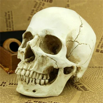 

Model 1: 1 Resin Skull Anatomical Teaching Decor,bone Skeleton Model Medical Learn Halloween Party Decor Horror Craft Skull