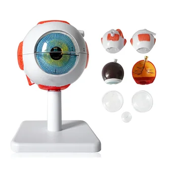 

Medical Science Educational Eye Model 3 Times Enlarged