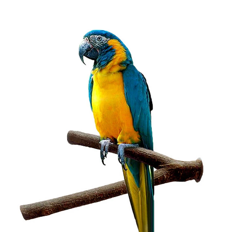 Title 1, Pet Parrot Bird Standing Stick Wood Pole Bird C...