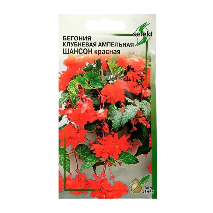 Sementes De Flores Begonia Tuberosa. Ampelous. Terry Chanson. Red 4726059,  Sementes Botânica Jardim Flores Vegetais Semeando Begonia Para Uma Casa  Suprimentos - AliExpress