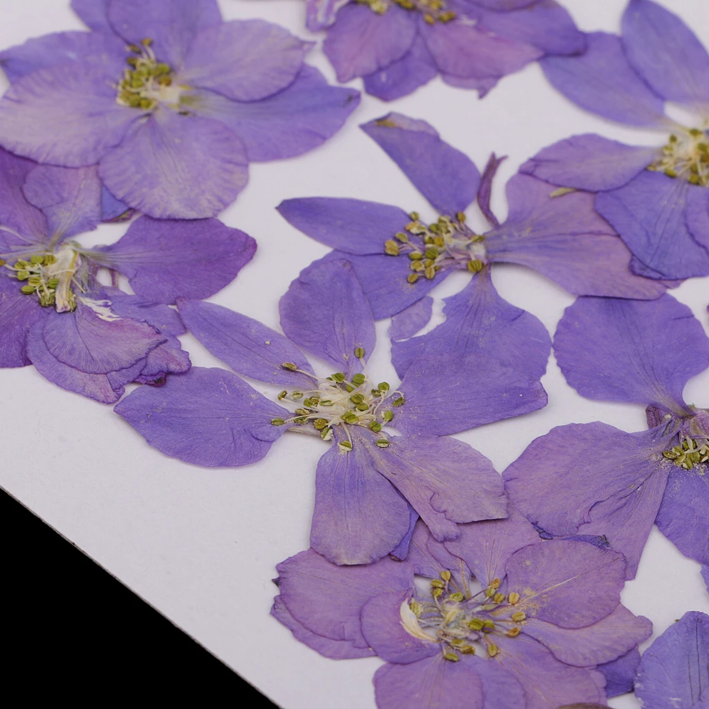 12 Pieces Beautiful Pressed Larkspur Flower Natural Dried Flowers for Making Necklaces Pendant Charms Art Crafts