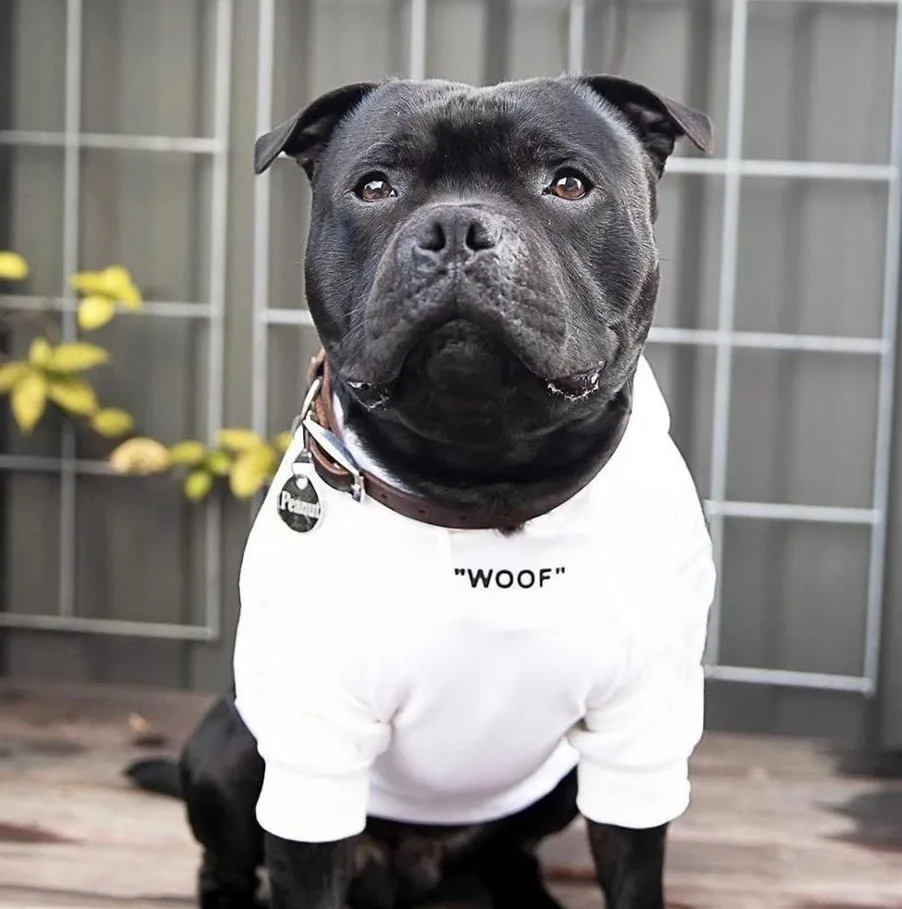 Adidog felpa calda con cappuccio in velluto maglioncino Vestito per cani magliette per cuccioli cappottino