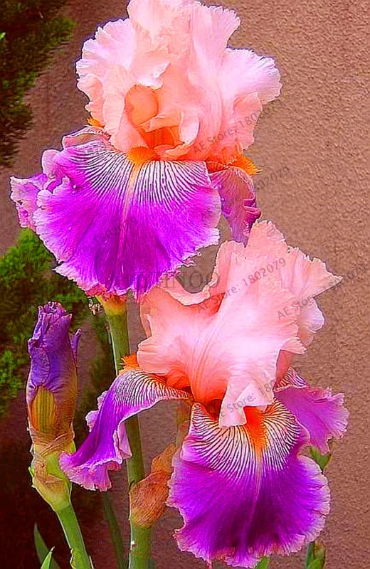 Горячая Распродажа!, горячая Распродажа, 100 РОЗОВЫЙ ИРИС бонсай, популярный многолетний Садовый цветок, великолепные срезанные цветы,# V5A3BO - Цвет: 6