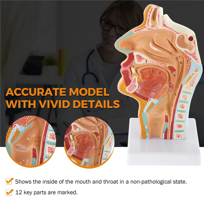 Modèle Anatomique Gorge Nez Pharynx Larynx - Pour étude, Enseignement, Démonstration