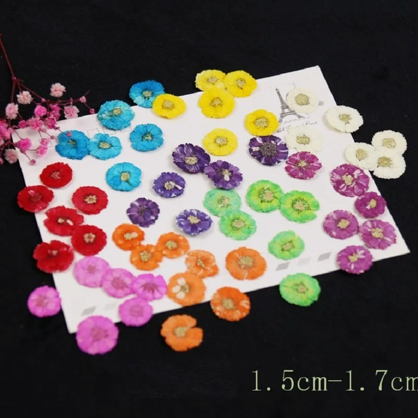 

250pcs Pressed Dried Daisy Flower Dry Plants For Epoxy Resin Pendant Necklace Jewelry Making Craft DIY Accessories