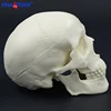 Mini skull model human anatomical head medical model cheap skull anatomy model convenient PVC teaching tool painting sculpt used ► Photo 2/6