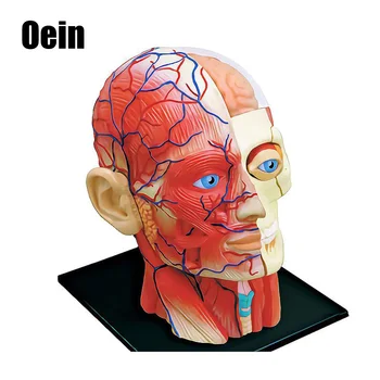 

4D Assembled Humans Skeleton Anatomical Model Brain Nasal Oral Pharynx Larynx Cavity Model Anatomia Exploded Skull Education toy