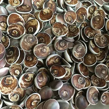 

Fossil paleontological teaching specimens of pelargopecten irradians, pelargopecten irradians, pelargopecten irradians,