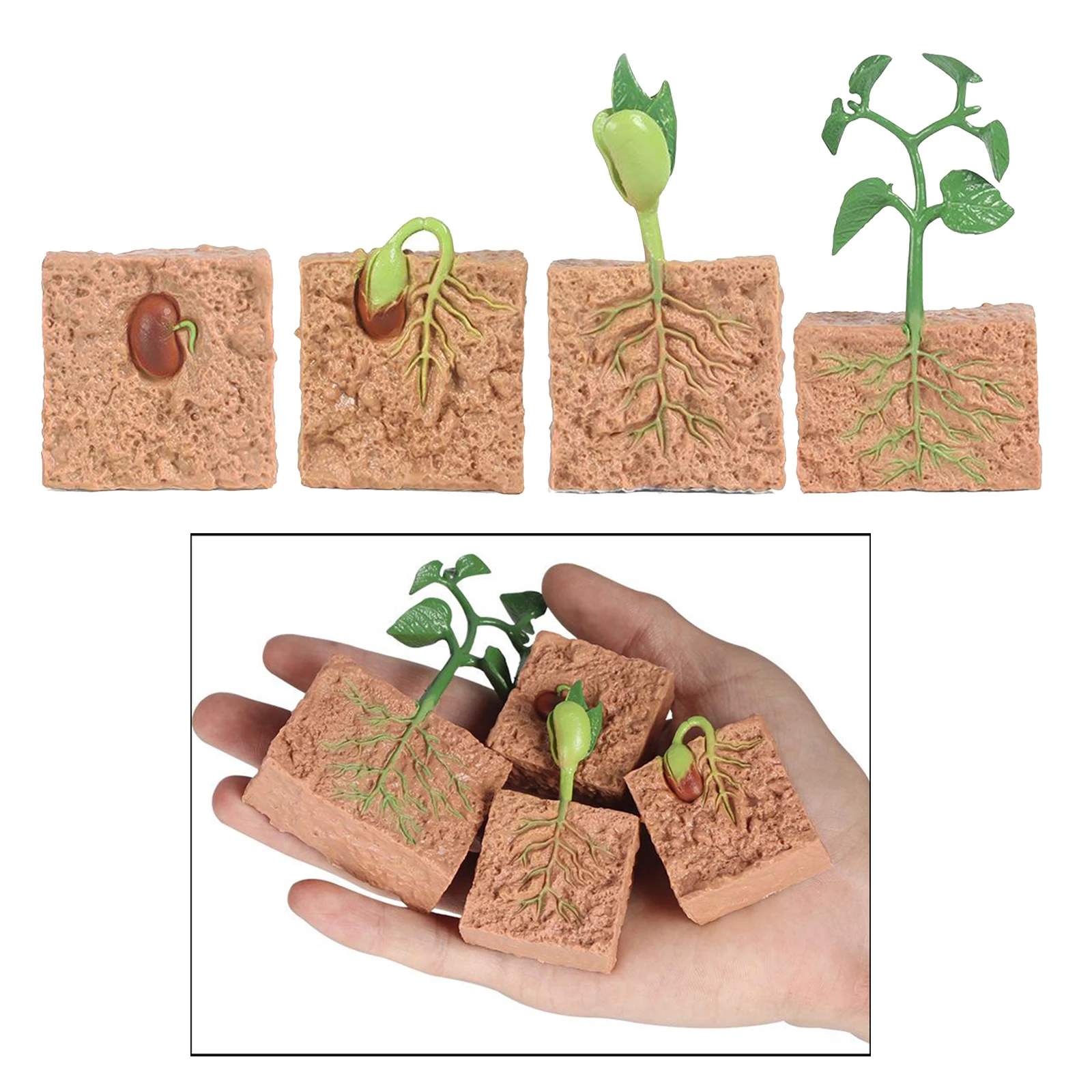 Plants Soybeans Seeds Seeding Life Cycle - 4 Pcs Plant Model Figure Shows Life of Growth